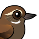 Plain Xenops