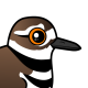 Killdeer