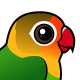 Fischer's Lovebird