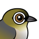 Silvereye