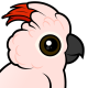 Salmon-crested Cockatoo