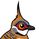 Spinifex Pigeon