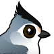 Black-crested Titmouse