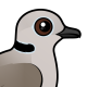 Eurasian Collared Dove