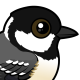 Coal Tit