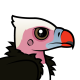 White-headed Vulture