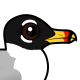 Pallas's Gull