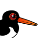 Pied Oystercatcher