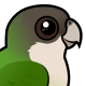 Grey-hooded Parakeet