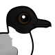 Little Gull