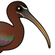 Glossy Ibis