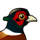 Common Pheasant