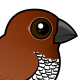 Scaly-breasted Munia