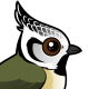 Crested Tit
