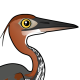 Goliath Heron