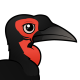 Southern Ground Hornbill