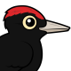 Black Woodpecker