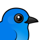 Mountain Bluebird