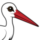 White Stork