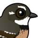 Grey Fantail