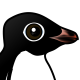 Adelie Penguin