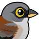 Yellow-eyed Junco