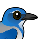 California Scrub-Jay