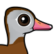 Black-bellied Whistling-Duck