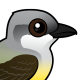 Western Kingbird