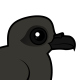 Leach's Storm Petrel