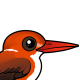 Madagascar Pygmy Kingfisher