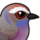 White-browed Tit-Warbler