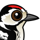 Lesser Spotted Woodpecker