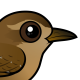 Pacific Wren