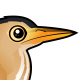 Little Bittern