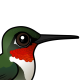 Ruby-throated Hummingbird