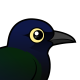 Boat-tailed Grackle