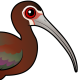 White-faced Ibis