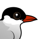 Arctic Tern