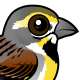 Dickcissel