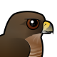 Broad-winged Hawk