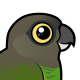 Brown-headed Parrot
