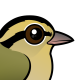 Worm-eating Warbler