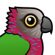 Red-fan Parrot