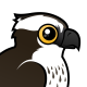 Osprey