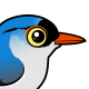 Velvet-fronted Nuthatch