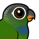 Scaly-headed Parrot