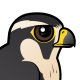 Aplomado Falcon