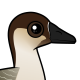 Swan Goose