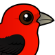 Scarlet Tanager